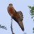Falco vespertinus